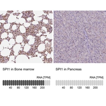 Anti-SPI1 antibody produced in rabbit Prestige Antibodies&#174; Powered by Atlas Antibodies, affinity isolated antibody, buffered aqueous glycerol solution