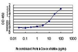 Monoclonal Anti-SMAD3 antibody produced in mouse clone 4D5, purified immunoglobulin, buffered aqueous solution