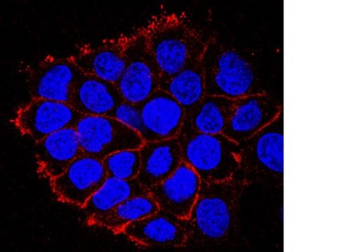 Anti-EGFR (cytoplasmic domain) Antibody, clone 8G6.2 clone 8G6.2, from mouse