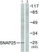 Anti-SNAP25 antibody produced in rabbit affinity isolated antibody