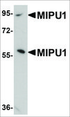 Anti-MIPU1 antibody produced in rabbit affinity isolated antibody, buffered aqueous solution