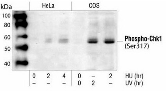 PhosphoDetect Anti-Chk1 (pSer&#179;&#185;&#8311;) Rabbit pAb liquid, Calbiochem&#174;