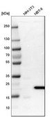 Anti-FAM213A antibody produced in rabbit Prestige Antibodies® Powered by Atlas Antibodies, affinity isolated antibody, buffered aqueous glycerol solution