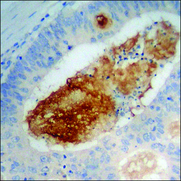 Anti-phospho-p38 MAPK (pTyr322) antibody produced in rabbit affinity isolated antibody