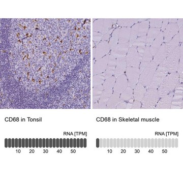 抗-CD68 兔抗 Prestige Antibodies&#174; Powered by Atlas Antibodies, affinity isolated antibody, buffered aqueous glycerol solution