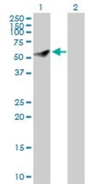 Anti-CEP55 antibody produced in rabbit purified immunoglobulin, buffered aqueous solution