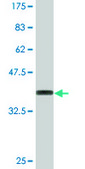 Monoclonal Anti-EIF3S2, (C-terminal) antibody produced in mouse clone 3B10, purified immunoglobulin, buffered aqueous solution