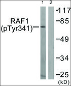 Anti-phospho-C-RAF (pTyr341) antibody produced in rabbit affinity isolated antibody
