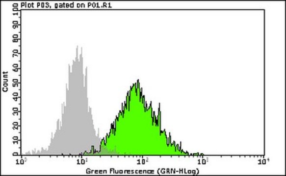 Milli-Mark&#174; Anti-SSEA3 Alexa 488 Antibody, clone MC-631 Milli-Mark&#174;, from rat