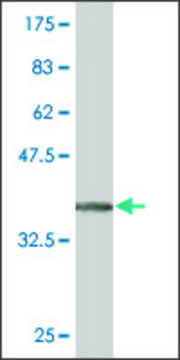 Monoclonal Anti-EPHA5 antibody produced in mouse clone 5C3, purified immunoglobulin, buffered aqueous solution