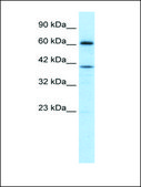 Anti-PRDM14 antibody produced in rabbit IgG fraction of antiserum