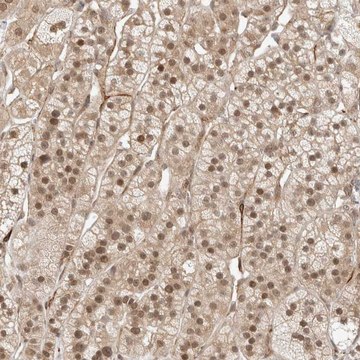 Anti-ZNF318 antibody produced in rabbit Prestige Antibodies&#174; Powered by Atlas Antibodies, affinity isolated antibody, buffered aqueous glycerol solution, Ab2