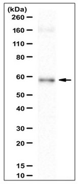 Anti-STEAP4 Antibody serum, from rabbit