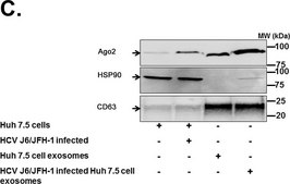 Anti-EIF2C2/Ago2 antibody produced in rabbit ~1.0 mg/mL, affinity isolated antibody