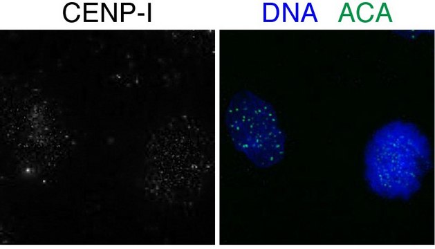 Anti-CENPI antibody produced in rabbit affinity isolated antibody