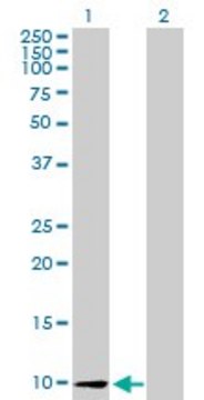 Anti-CCL26 antibody produced in mouse purified immunoglobulin, buffered aqueous solution