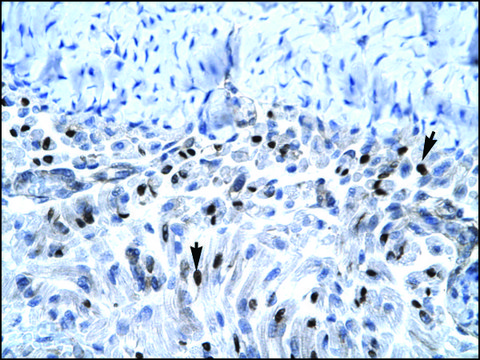 Anti-PAX7 (AB2) antibody produced in rabbit affinity isolated antibody