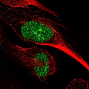 Anti-ARNTL2 antibody produced in rabbit Prestige Antibodies&#174; Powered by Atlas Antibodies, affinity isolated antibody