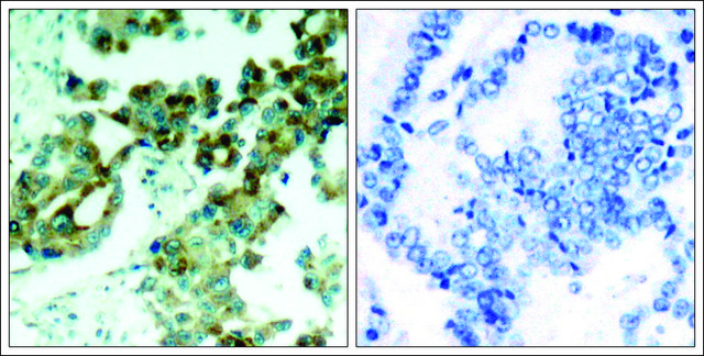 抗-RPS6 (Ab-235) 兔抗 affinity isolated antibody