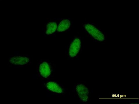 Anti-POU2F1 antibody produced in mouse purified immunoglobulin, buffered aqueous solution