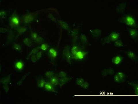 Monoclonal Anti-ANXA2 antibody produced in mouse clone 3E8-B6, purified immunoglobulin, buffered aqueous solution