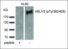 Anti-phospho-ABL1/ABL2 (pTyr393/429) antibody produced in rabbit affinity isolated antibody