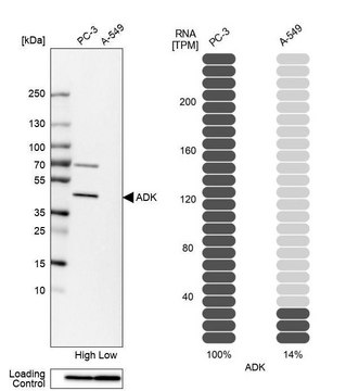 Anti-ADK antibody produced in rabbit Prestige Antibodies&#174; Powered by Atlas Antibodies, affinity isolated antibody, buffered aqueous glycerol solution