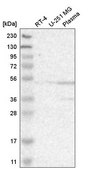 Anti-ACTL6A antibody produced in rabbit Prestige Antibodies® Powered by Atlas Antibodies, affinity isolated antibody