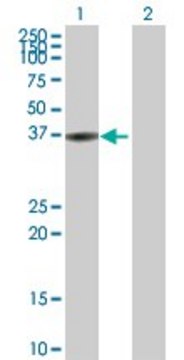 Anti-BLVRA antibody produced in rabbit purified immunoglobulin, buffered aqueous solution