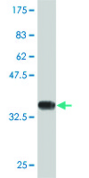 Monoclonal Anti-GNG2 antibody produced in mouse clone 4C8, purified immunoglobulin, buffered aqueous solution