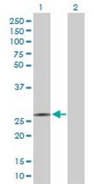 Anti-RFXANK antibody produced in rabbit purified immunoglobulin, buffered aqueous solution