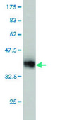 Monoclonal Anti-LASS4 antibody produced in mouse clone 4B10, purified immunoglobulin, buffered aqueous solution