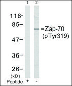 Anti-phospho-ZAP70 (pTyr319) antibody produced in rabbit affinity isolated antibody