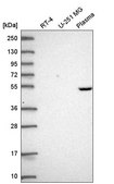 Anti-PDSS1 antibody produced in rabbit Prestige Antibodies® Powered by Atlas Antibodies, affinity isolated antibody