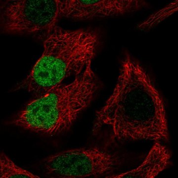 Anti-MORC4 antibody produced in rabbit Prestige Antibodies&#174; Powered by Atlas Antibodies, affinity isolated antibody