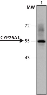 Anti-CYP26A1 (481-495) antibody produced in rabbit IgG fraction of antiserum, buffered aqueous solution