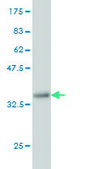 Monoclonal Anti-DHX9 antibody produced in mouse clone 3G7, purified immunoglobulin, buffered aqueous solution