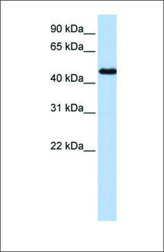 Anti-NR2F1 (ab1) antibody produced in rabbit affinity isolated antibody