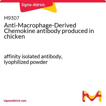 Anti-Macrophage-Derived Chemokine antibody produced in chicken affinity isolated antibody, lyophilized powder