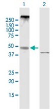 Anti-NPY5R antibody produced in mouse purified immunoglobulin, buffered aqueous solution