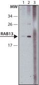 Anti-Rab13 antibody produced in rabbit ~1.0 mg/mL, affinity isolated antibody