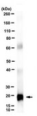 Anti-Interferon-α Antibody purified antibody, clone ST126, from mouse