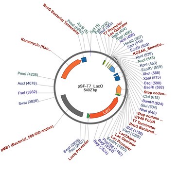 PSF-T7/LACO - T7 LACO INDUCIBLE BACTERIAL PLASMID plasmid vector for molecular cloning