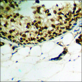 Anti-phospho-MSK1 (pSer212) antibody produced in rabbit affinity isolated antibody