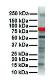 Anti-RIPK3 antibody produced in rabbit affinity isolated antibody, lyophilized powder