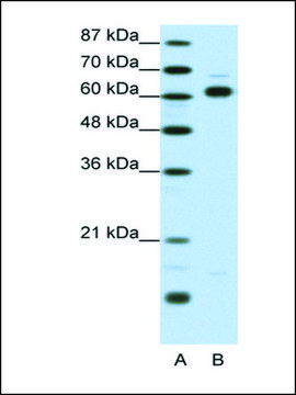 Anti-TRIP4 antibody produced in rabbit IgG fraction of antiserum