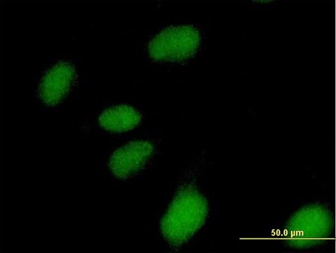 Anti-NUBP1 antibody produced in mouse IgG fraction of antiserum, buffered aqueous solution