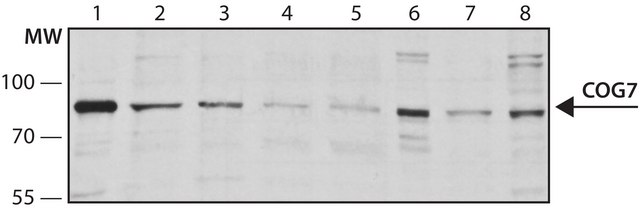 Anti-COG7 (N-terminal) antibody produced in rabbit ~1.0&#160;mg/mL, affinity isolated antibody