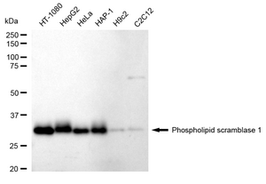 KD-Validated Anti Phospholipid Scramblase 1 Antibody, clone 24GB1550, Rabbit Monoclonal clone 24GB1550, recombinant rabbit monoclonal, expressed in HEK293 cells