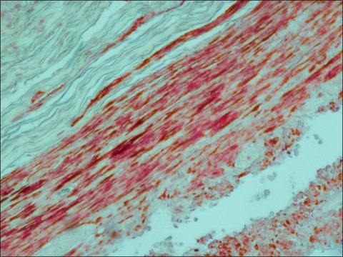 Alkaline Phosphatase-Anti-Alkaline Phosphatase antibody produced in mouse clone AP1B9, purified immunoglobulin, buffered aqueous solution